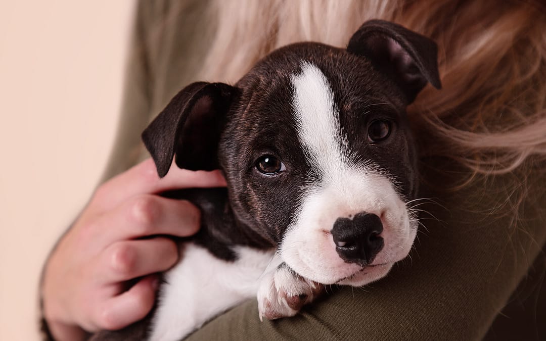 Puuuurrrrrfect Pet Portraits – Photographs of all your family members