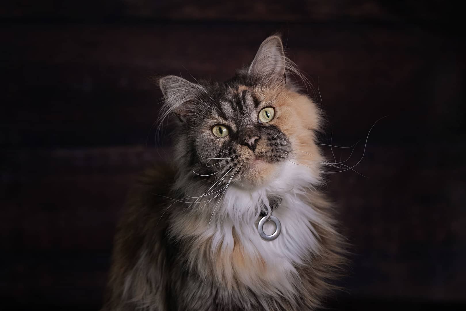 pet photographer Sutton Coldfield
