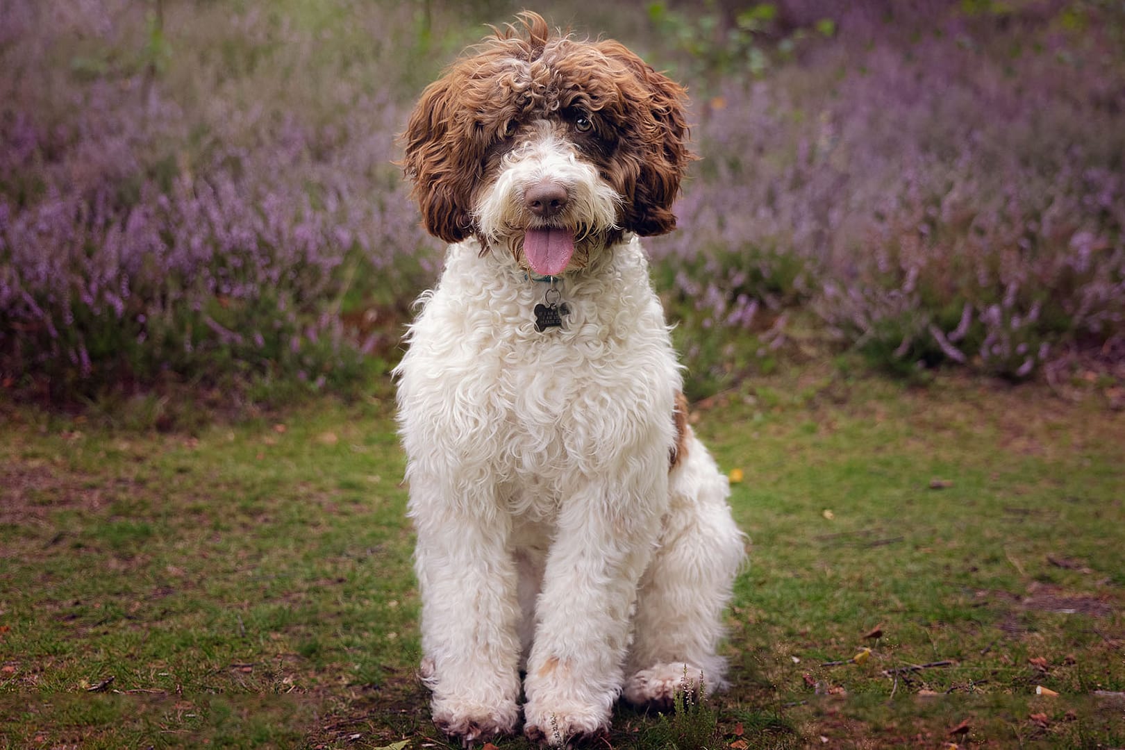 Puppy photographer sutton coldfield
