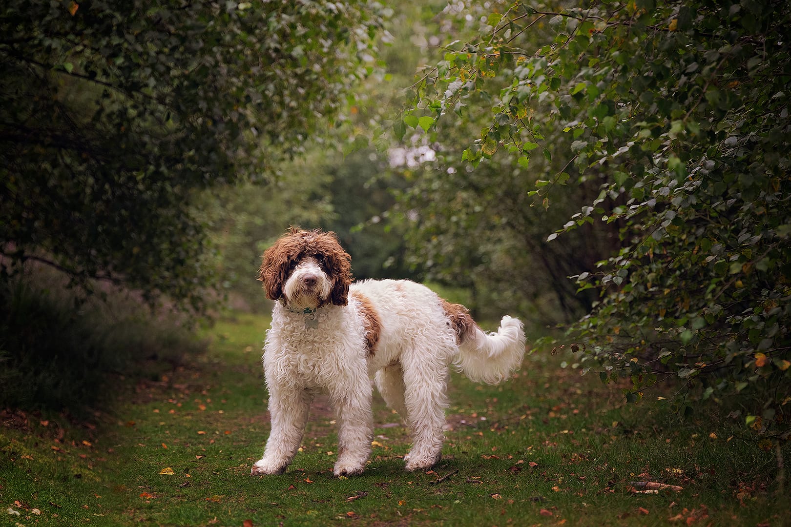 Pet photographer sutton coldfield