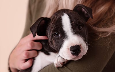 Puuuurrrrrfect Pet Portraits – Photographs of all your family members
