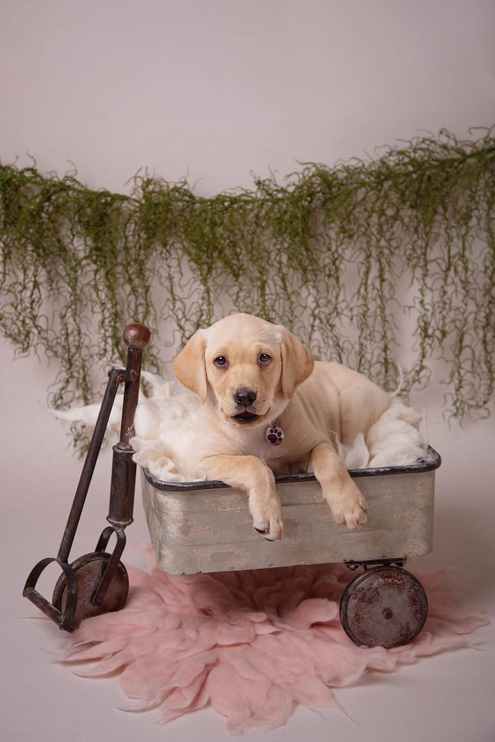 puppy photographer Sutton Coldfield