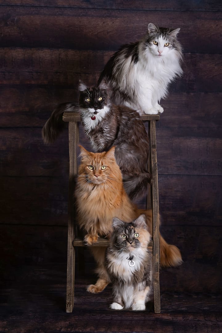 pet photographer Sutton Coldfield